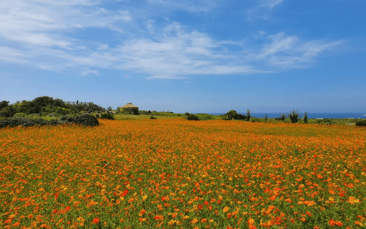 가파도 황화코스모스 풍경