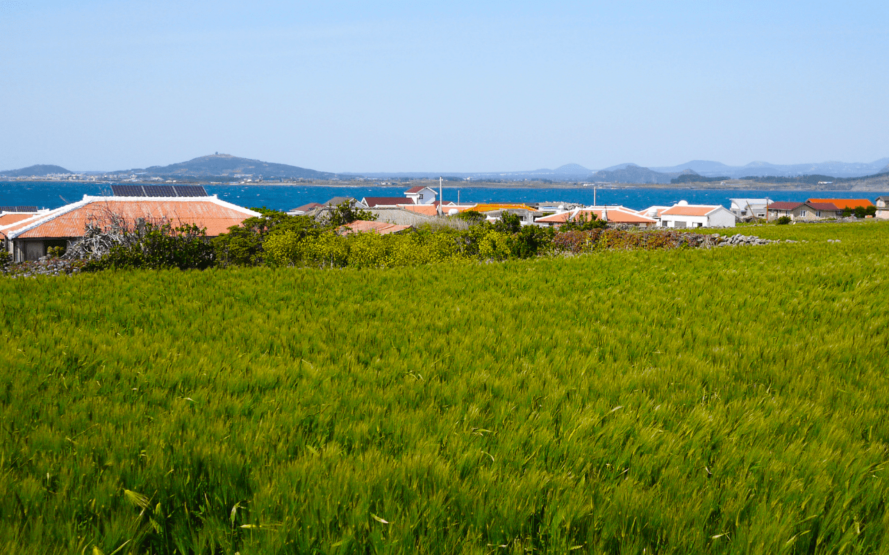 가파도 봄 풍경